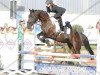 jumper Theodor 18 (German Warmblood, 2005)