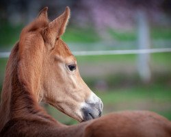 Springpferd High Life Forever (Ungarisches Warmblut, 2022, von Contact du Rouet)