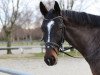 dressage horse Rock Devil H (Westphalian, 2007, from Rockwell)