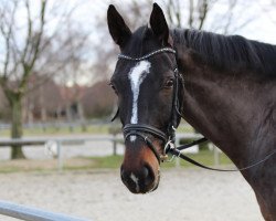 dressage horse Rock Devil H (Westphalian, 2007, from Rockwell)