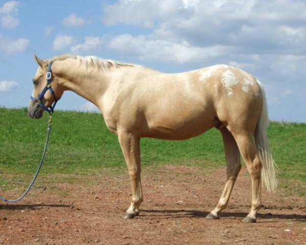 Pferd SL Private Dun It (Appaloosa, 2008, von Private B Riker)