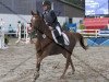 jumper Anja 500 (German Riding Pony, 1994)