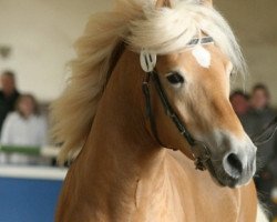 stallion New Age (Haflinger, 2005, from El.H. Notting Hill)