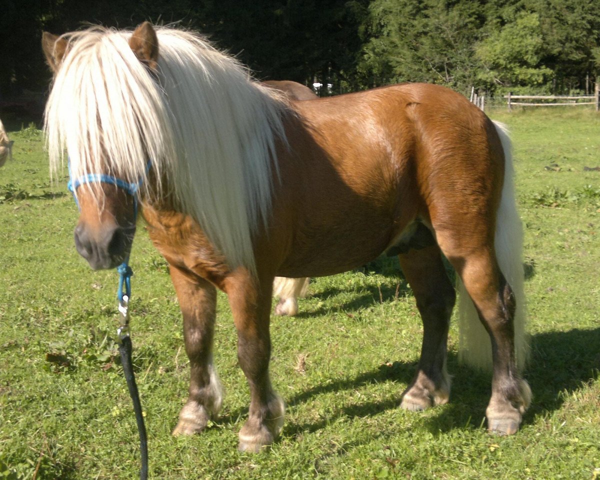 horse Farbenfrohs Ruby (Dt.Part-bred Shetland pony, 2007, from Ricco)