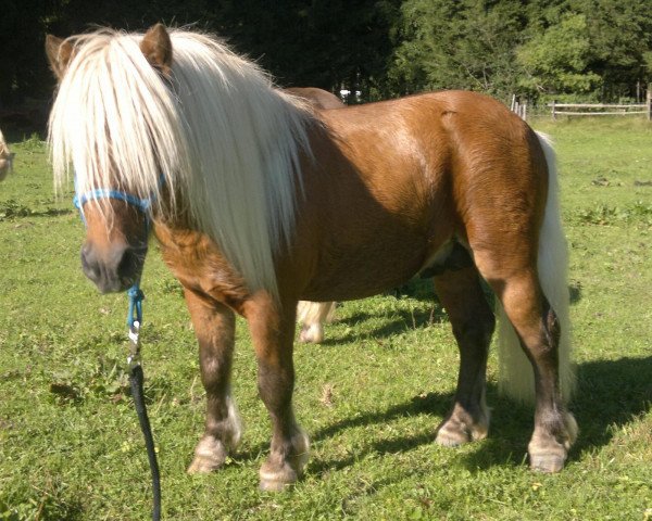 Pferd Farbenfrohs Ruby (Dt.Part-bred Shetland Pony, 2007, von Ricco)