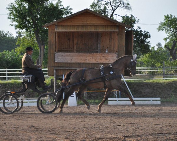 horse Damons Highlight (Westphalian,  )