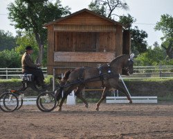 Pferd Damons Highlight (Westfale)