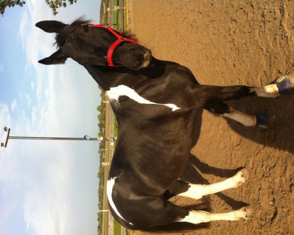 horse Larissa (Pinto / Hunter, 1995, from Rebell)