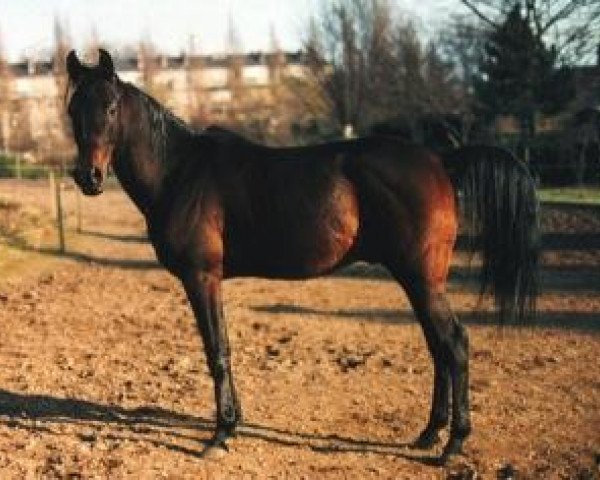 stallion Omran 1964 ox (Arabian thoroughbred, 1964, from Esmet Ali 1955 ox)