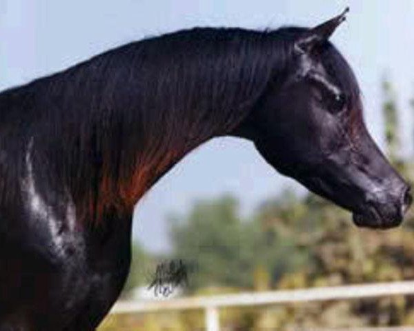 broodmare Madbut 1984 ox (Arabian thoroughbred, 1984, from El Aswad 1974 EAO)