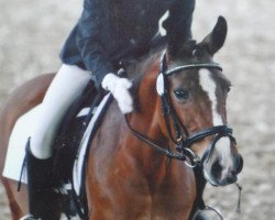 horse Desiree 407 (German Riding Pony, 1991)