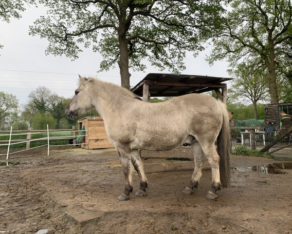 Pferd Gonzo von Dreilinden (Fjordpferd, 2005, von Grande)