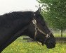 dressage horse Earl Gasparone TS (Württemberger, 2007, from Easy Game)