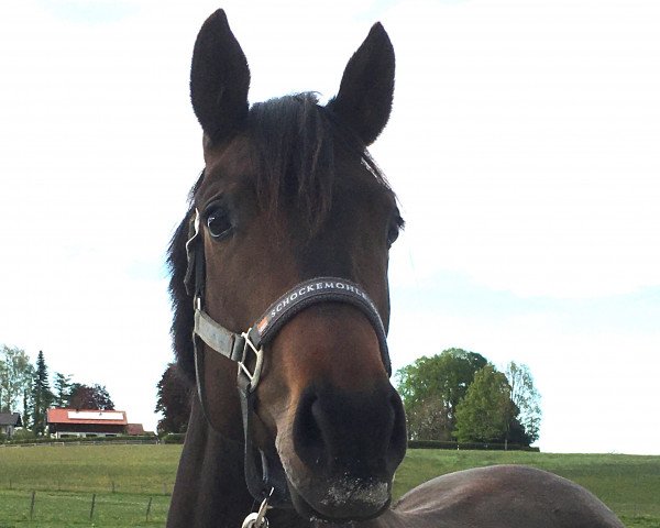 broodmare Habanera TS (Württemberger, 2017, from Hochfein)