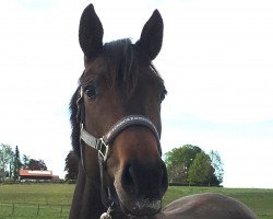 broodmare Habanera TS (Württemberger, 2017, from Hochfein)