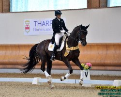 dressage horse Fireball 44 (Westphalian, 2014, from Franziskus FRH)