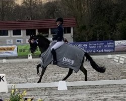 dressage horse Victory's Boy (German Riding Pony, 2007, from Veivel R)