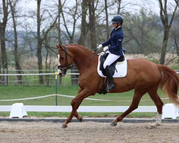 dressage horse Amie Rouge (Bavarian, 2012, from Lingh)