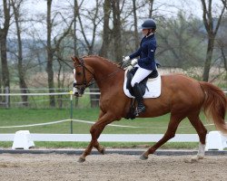 Dressurpferd Amie Rouge (Bayer, 2012, von Lingh)