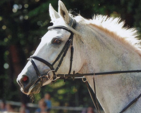 Pferd Espania 15 (Hannoveraner, 2000, von Escudo II)
