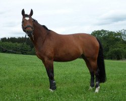 dressage horse Dalia 46 (Hanoverian, 2001, from Del Piero)