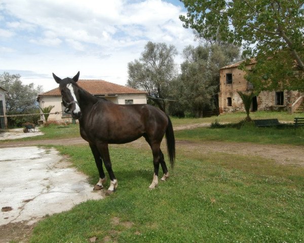 broodmare Free dei Castellani (Italian Warmblood, 2002, from Freestyle)