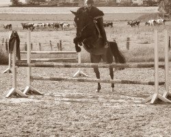 Springpferd Chattanooga (Westfale, 2004, von Collin L)