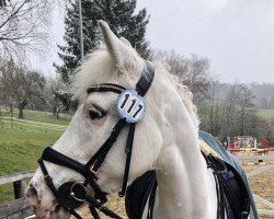 horse Marylin (Knabstrupper, 2005, from Gandalf af Hallundbaek)