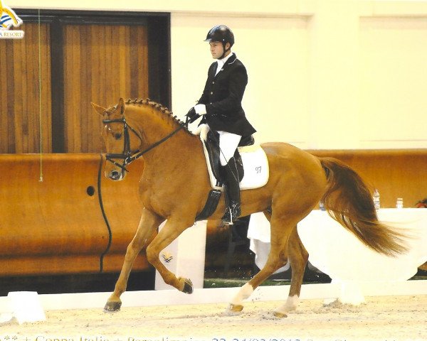 Pferd Falco (Italienisches Warmblut, 2009, von Copito)