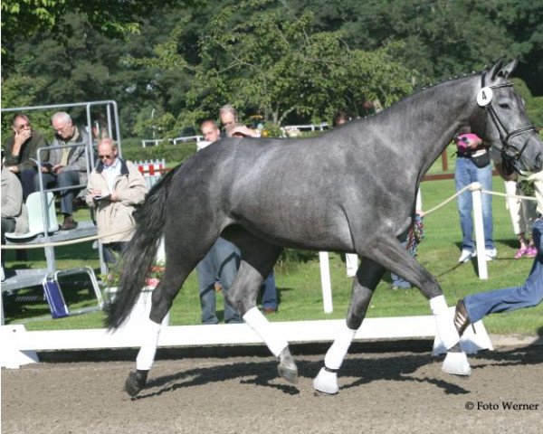broodmare Charis M (Hanoverian, 2004, from Contendro I)