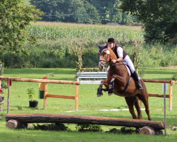 horse Abayomi (German Sport Horse, 2008, from Abanos)