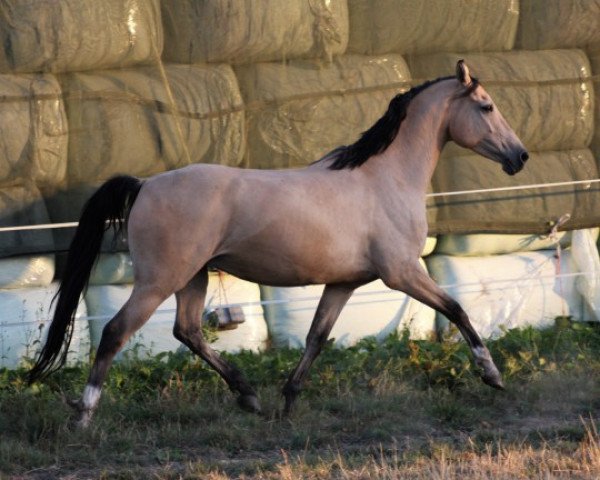 broodmare Steverheides Drachengold (German Riding Pony, 2009, from het Dragon Heart)