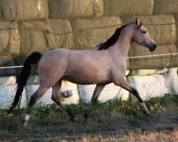 Zuchtstute Steverheides Drachengold (Deutsches Reitpony, 2009, von het Dragon Heart)