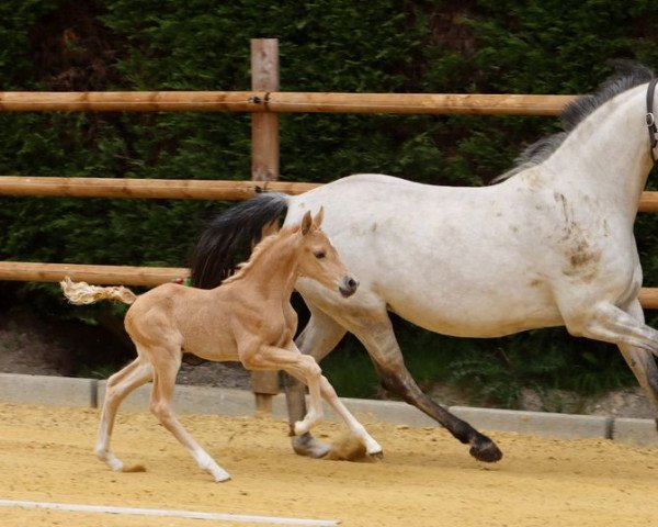 dressage horse Steverheides Alabaster (German Riding Pony, 2022, from A Gorgeous)