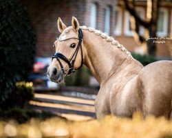 Deckhengst A Gorgeous (Deutsches Reitpony, 2003, von Golden Atreju)