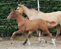 Dressurpferd Steverheides Alors on danse (Deutsches Reitpony, 2020, von A Gorgeous)