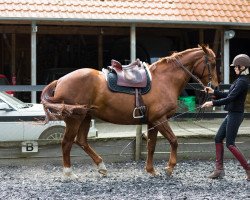 broodmare Jette Joop (Oldenburg, 2004, from Jazz Time)