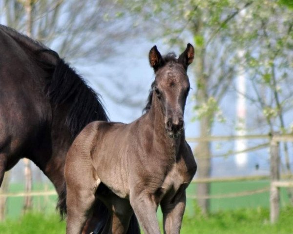 dressage horse FRITZL (Hanoverian, 2021, from For Romance I)