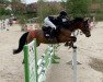 jumper Catelyn 3 (German Riding Pony, 2011, from Chantre 31)