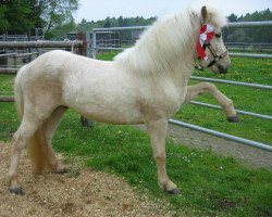 stallion Pjakkur fra Eyrarbakka (Iceland Horse, 2009, from Piltur frá Sperðli)