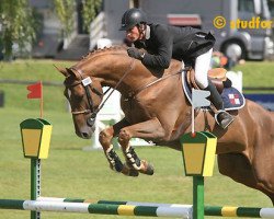 stallion Quppydam des Horts (Selle Français, 2004, from Quidam de Revel)