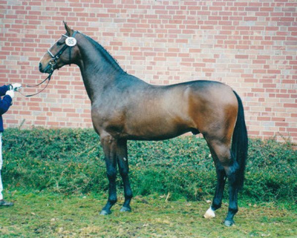 Springpferd Popocat (Westfale, 1998, von Prinz Wilhelm)