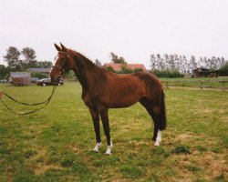 broodmare Pasadena (Westphalian, 1994, from Pinocchio)