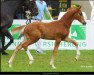 dressage horse Quite easy (Westphalian, 2012, from Quaterback)