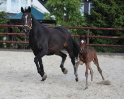 broodmare Seraphina (Westphalian, 2015, from San Amour I)