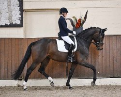 dressage horse Reverie 21 (Oldenburger, 2017, from Diamond Hit)