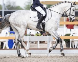 dressage horse Liebling's Junge (Oldenburg show jumper, 2015, from Levisonn 208 FIN)