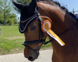 dressage horse Grete 73 (German Riding Pony, 2012, from Golden Rock)