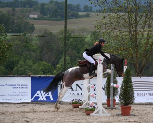 jumper Ashleigh (Welsh Mix, 2007, from Unbekannt PONY)