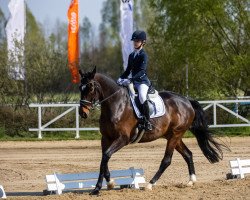 dressage horse Daland (Rhinelander, 2008, from Dynast)